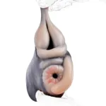Soft Silicone Giraffe & Horse Pussy Toy Animal Men Masturbation Cup - Image 11