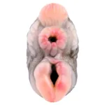 Camel & Horse Pocket Pussy Toy Soft Silicone Animal Men Masturbator - Image 2
