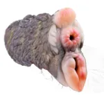 Camel & Horse Pocket Pussy Toy Soft Silicone Animal Men Masturbator - Image 8