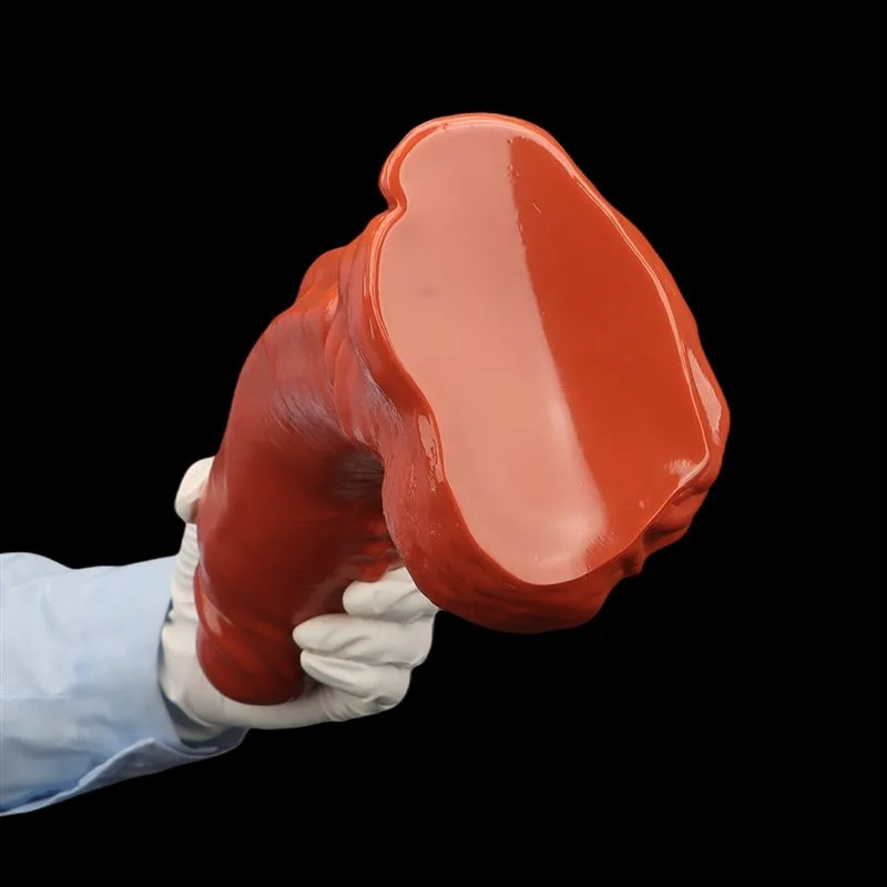 13 IN Long 3.1 IN Wide Large Girthy PVC Realistic Dildo (6) 13 IN Long 3.1 IN Wide Large Girthy PVC Realistic Dildo - Image 7